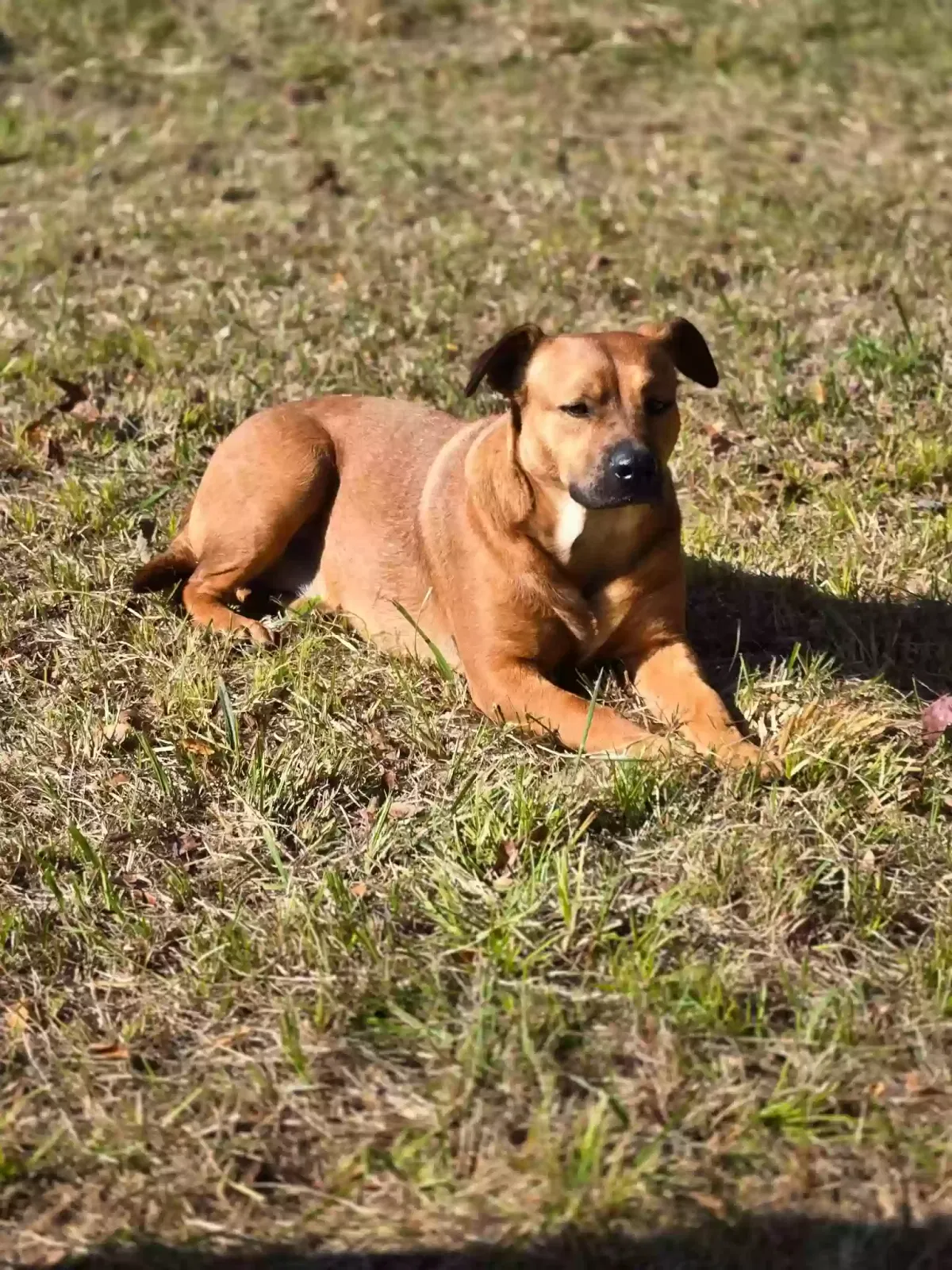Missing Dog