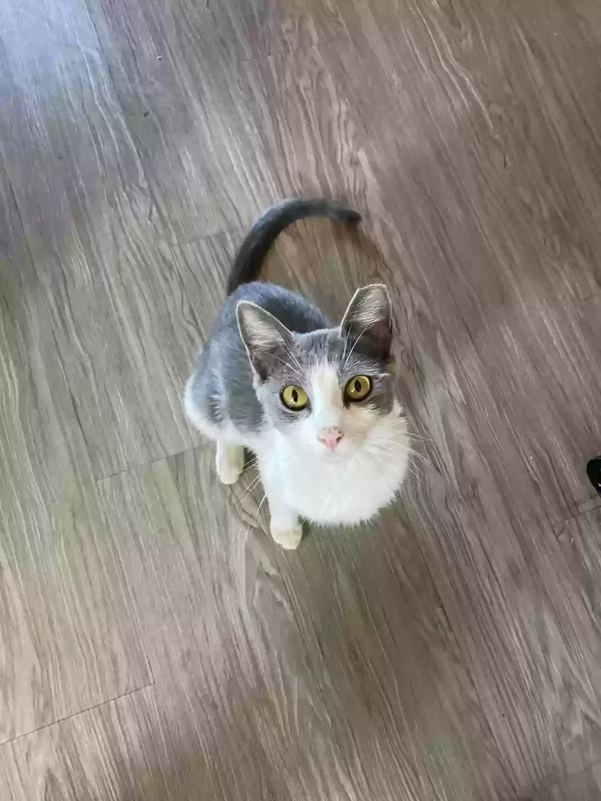 Lost cat in Cathedral City, CA, 92234