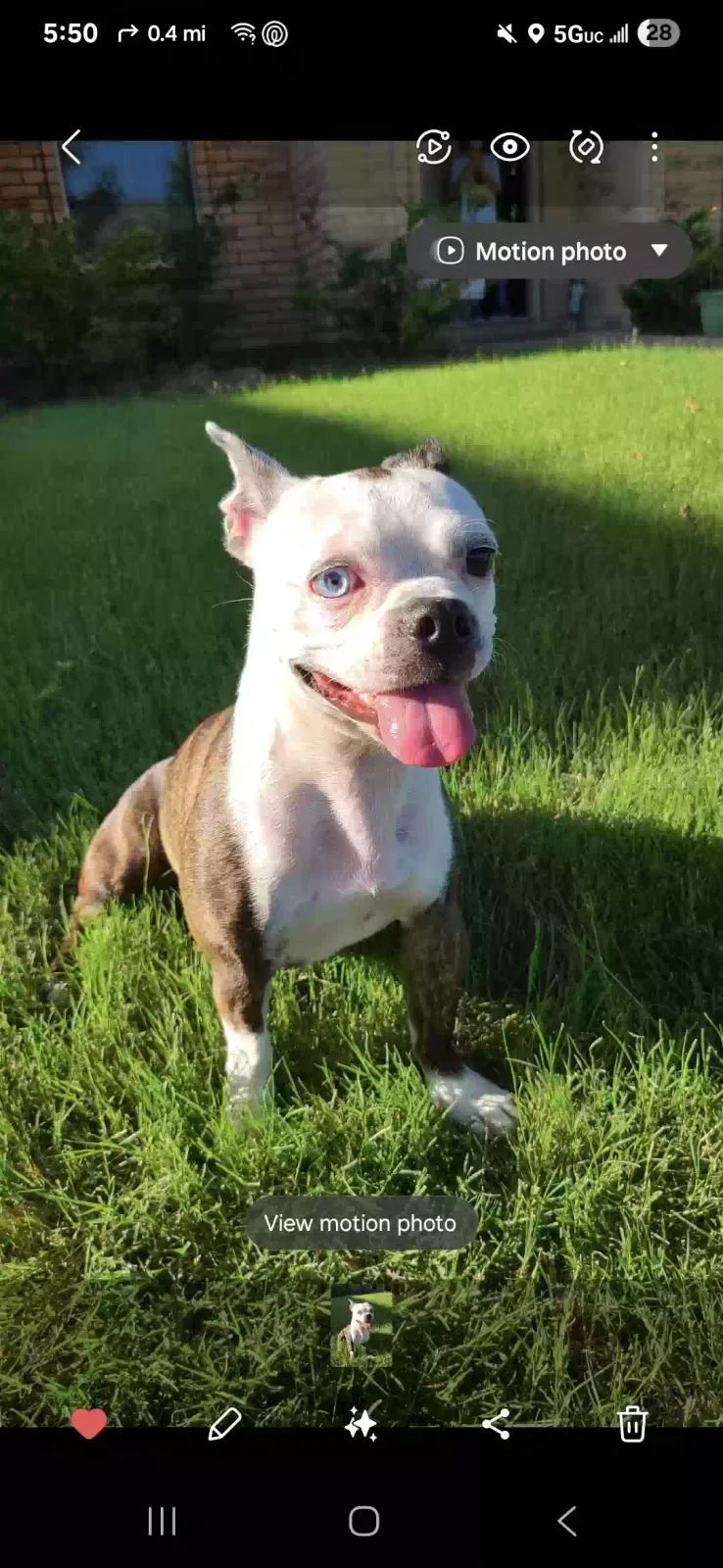 Lost dog in Wylie, TX, 75098