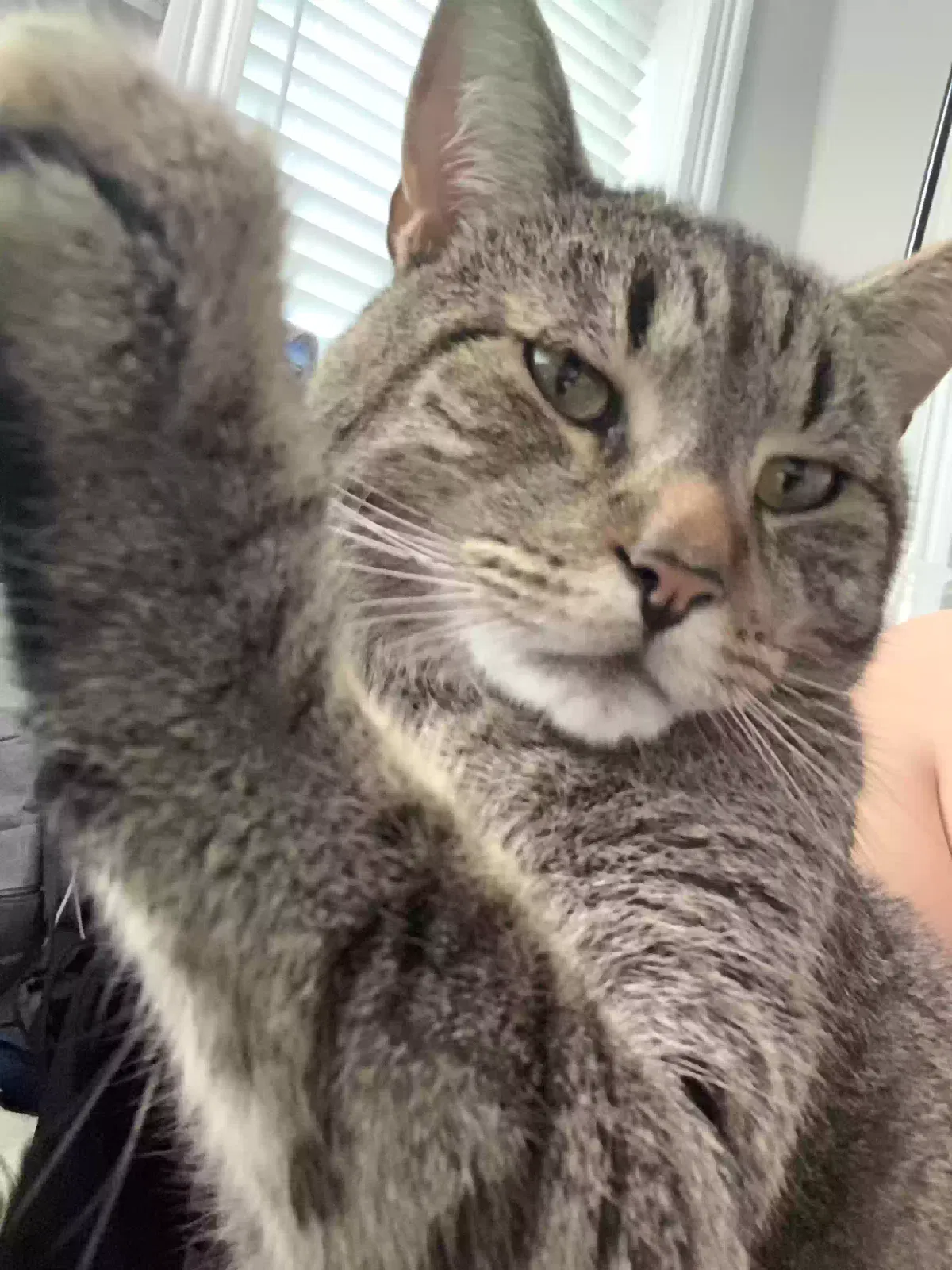 Lost cat in Richland, WA, 99354