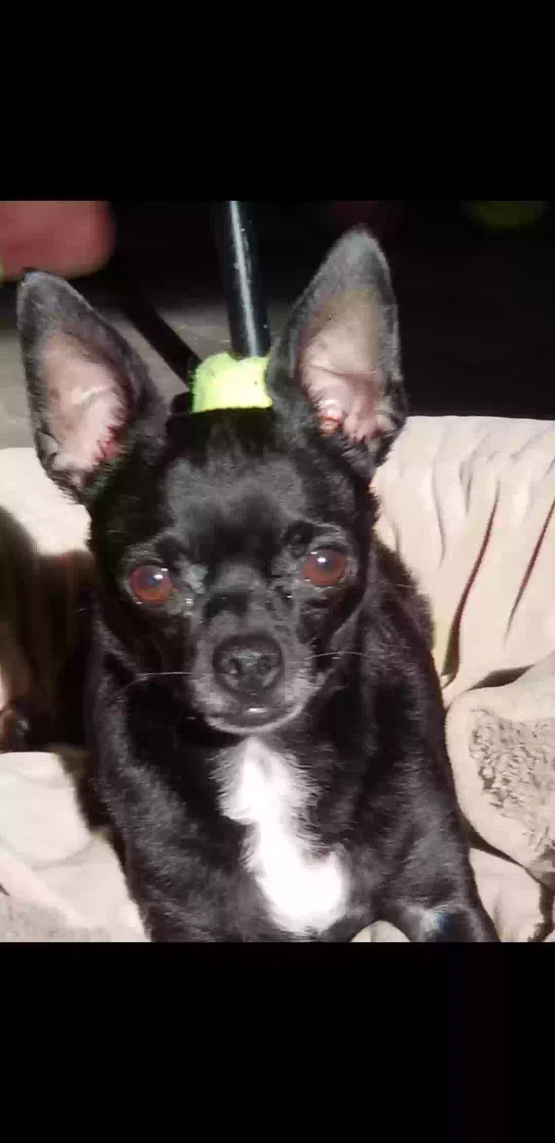 Lost dog in San Antonio, TX, 78251