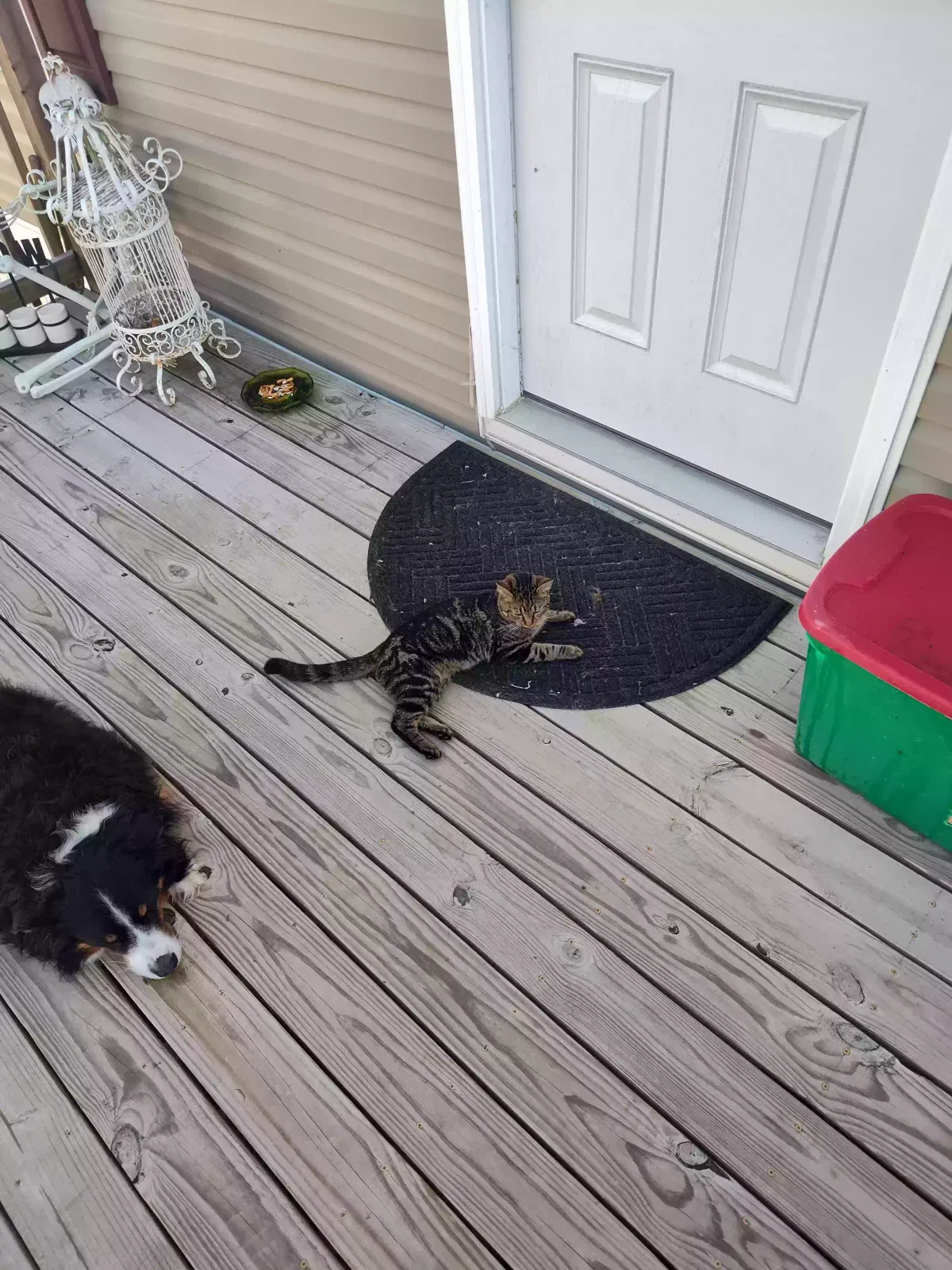 Found cat in Yoder, IN, 46798