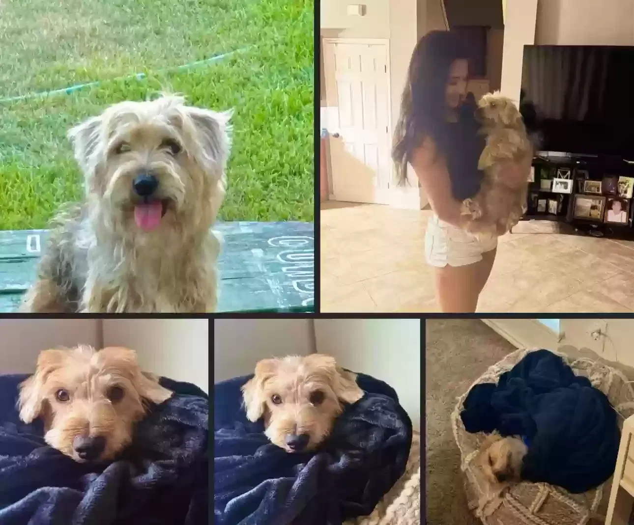 Lost dog in Corpus Christi, TX, 78414