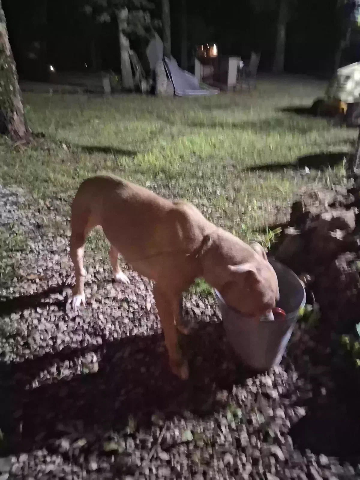 Found dog in Bonne Terre, MO, 63628