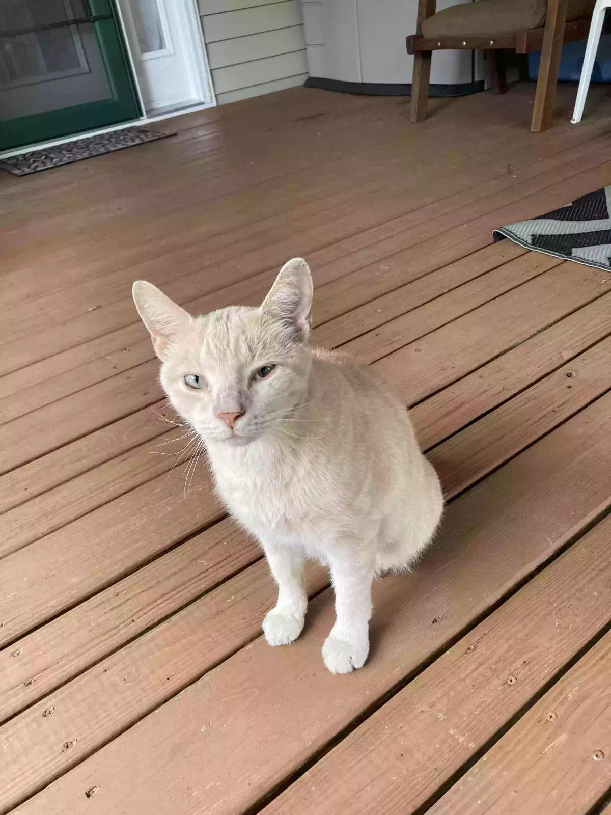 Found cat in Hamilton, OH, 45013