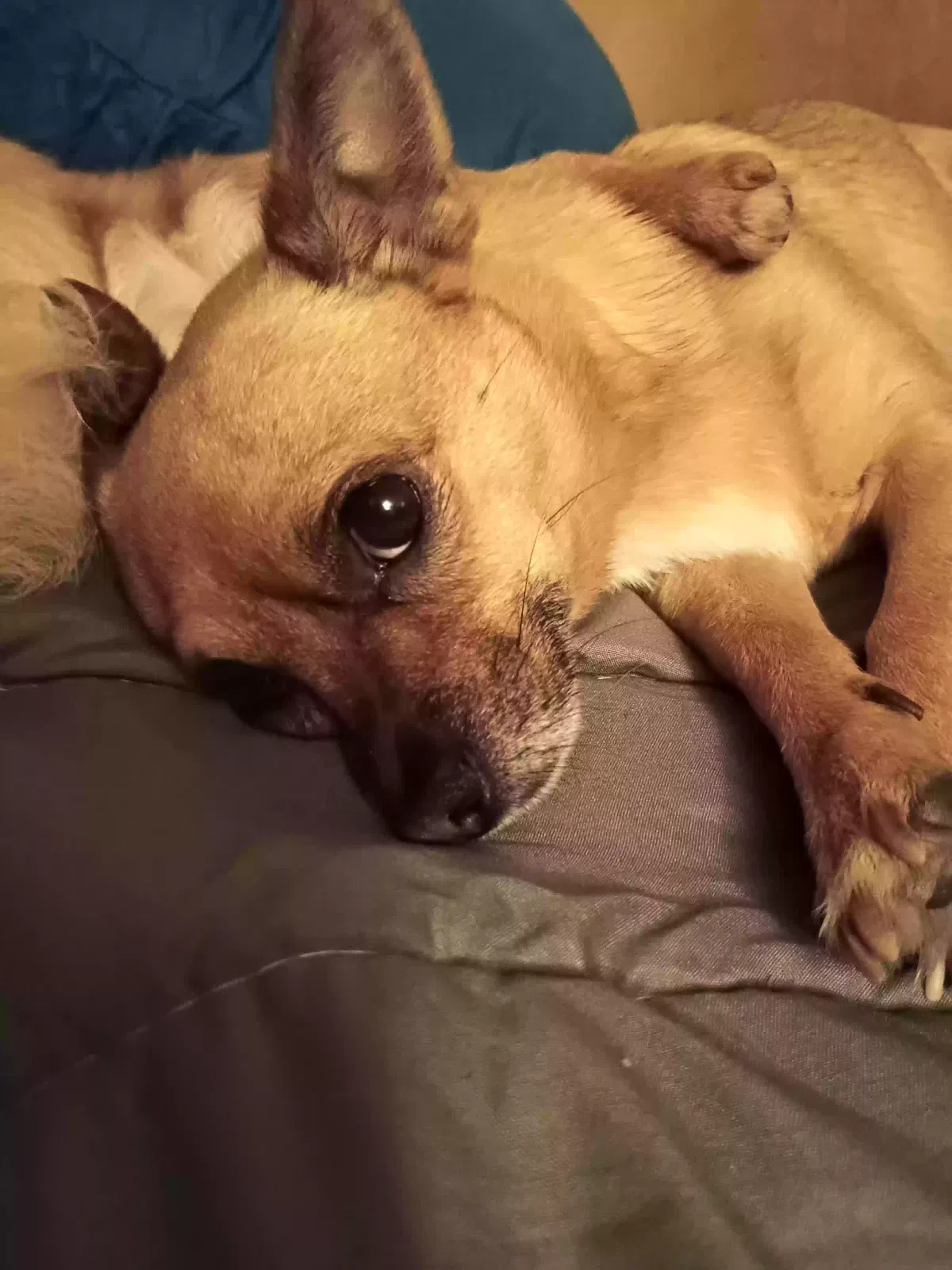 Lost dog in Tucson, AZ, 85701