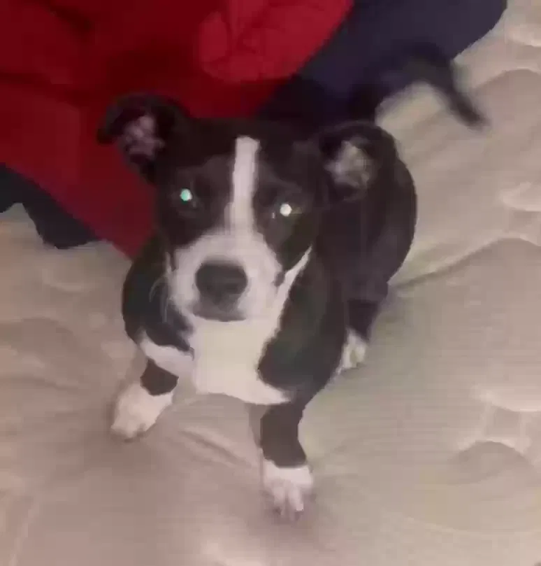 Lost dog in San Bernardino, CA, 92404