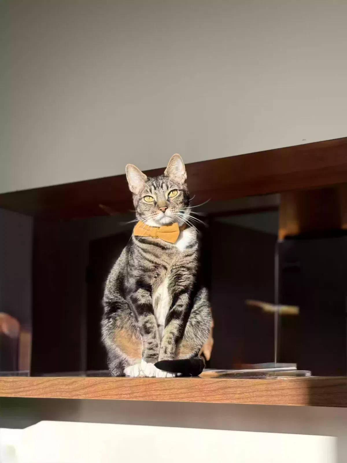 Lost cat in Newport Beach, CA, 92662