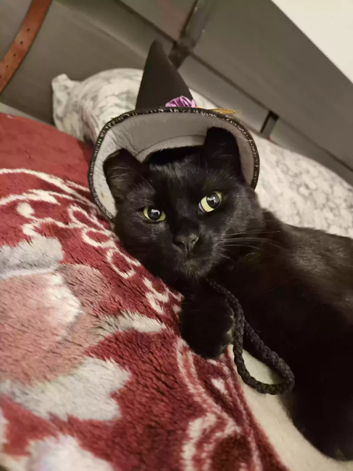 Lost cat in Long Beach, CA, 90805
