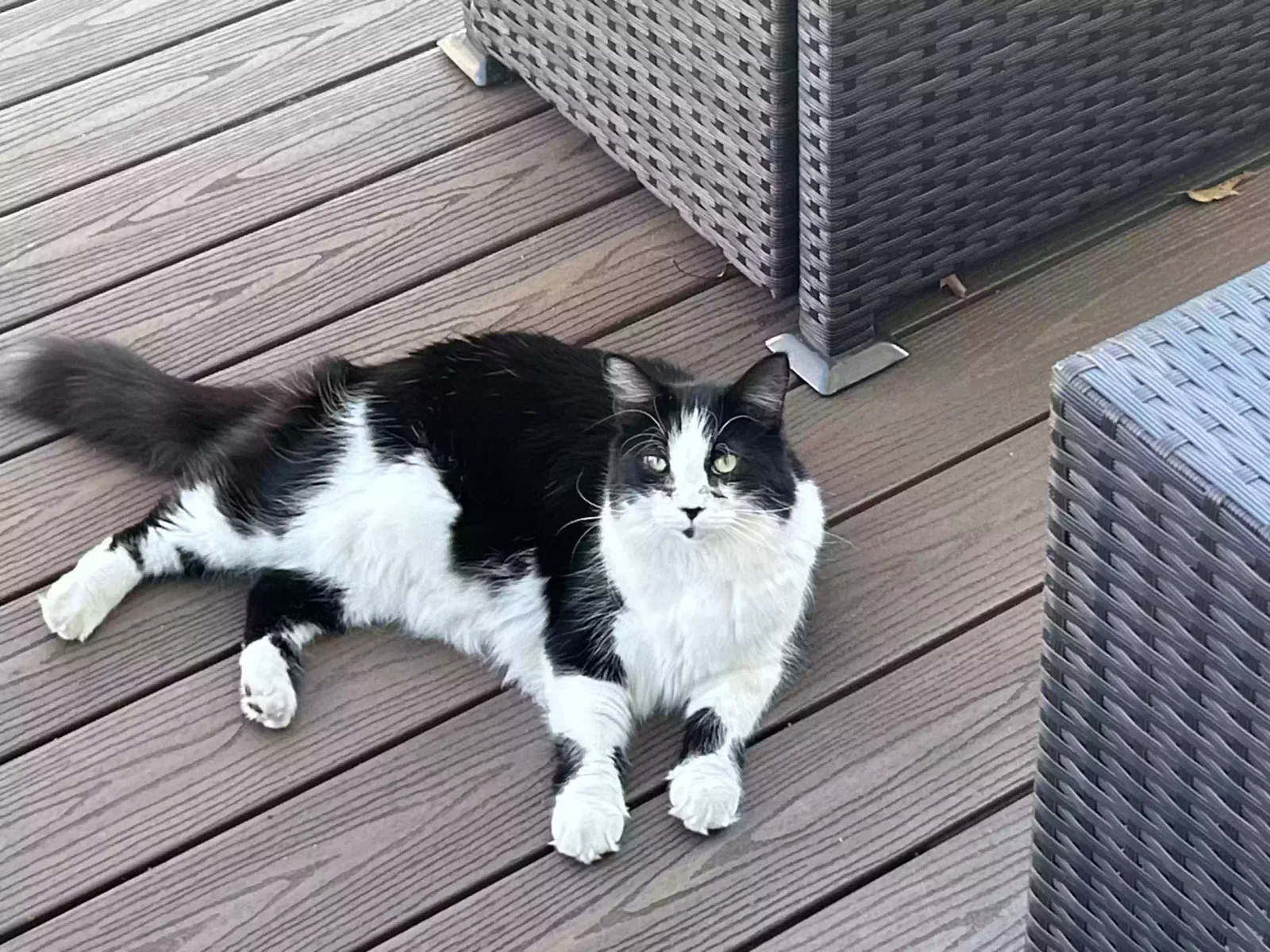Lost cat in Londonderry, NH, 3053