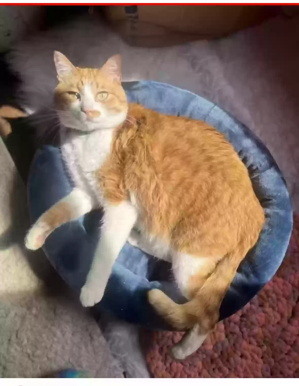 Lost cat in Bixby, OK, 74008