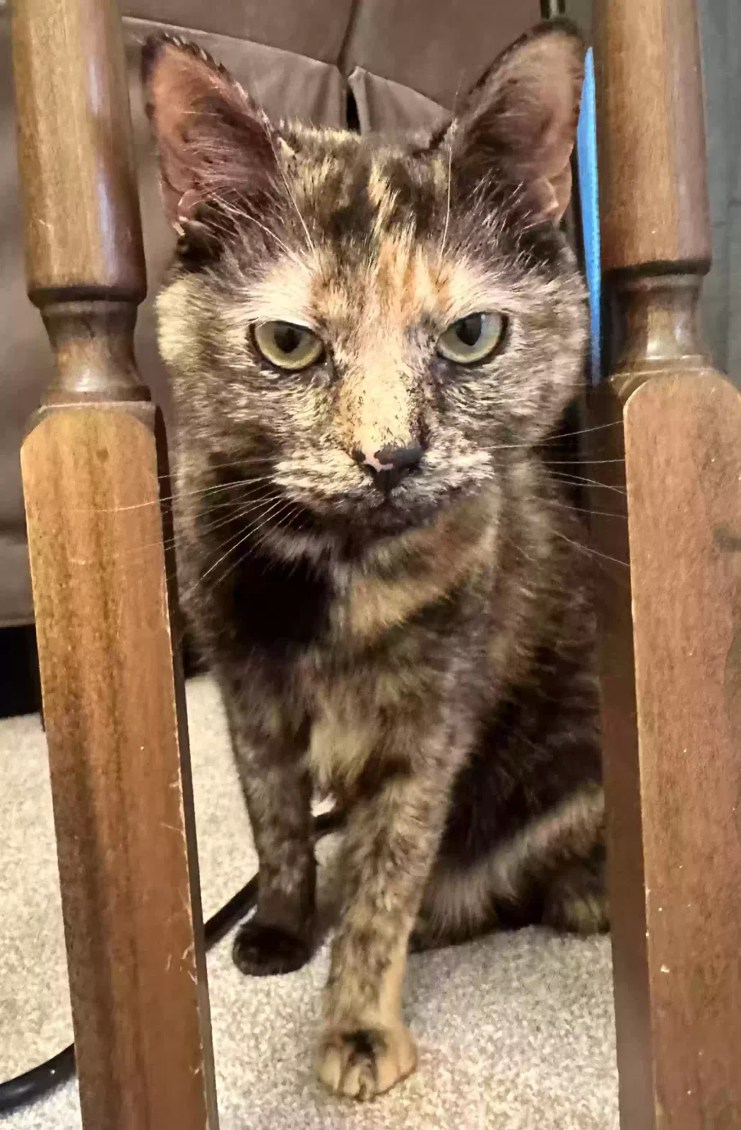 Lost cat in York, PA, 17403