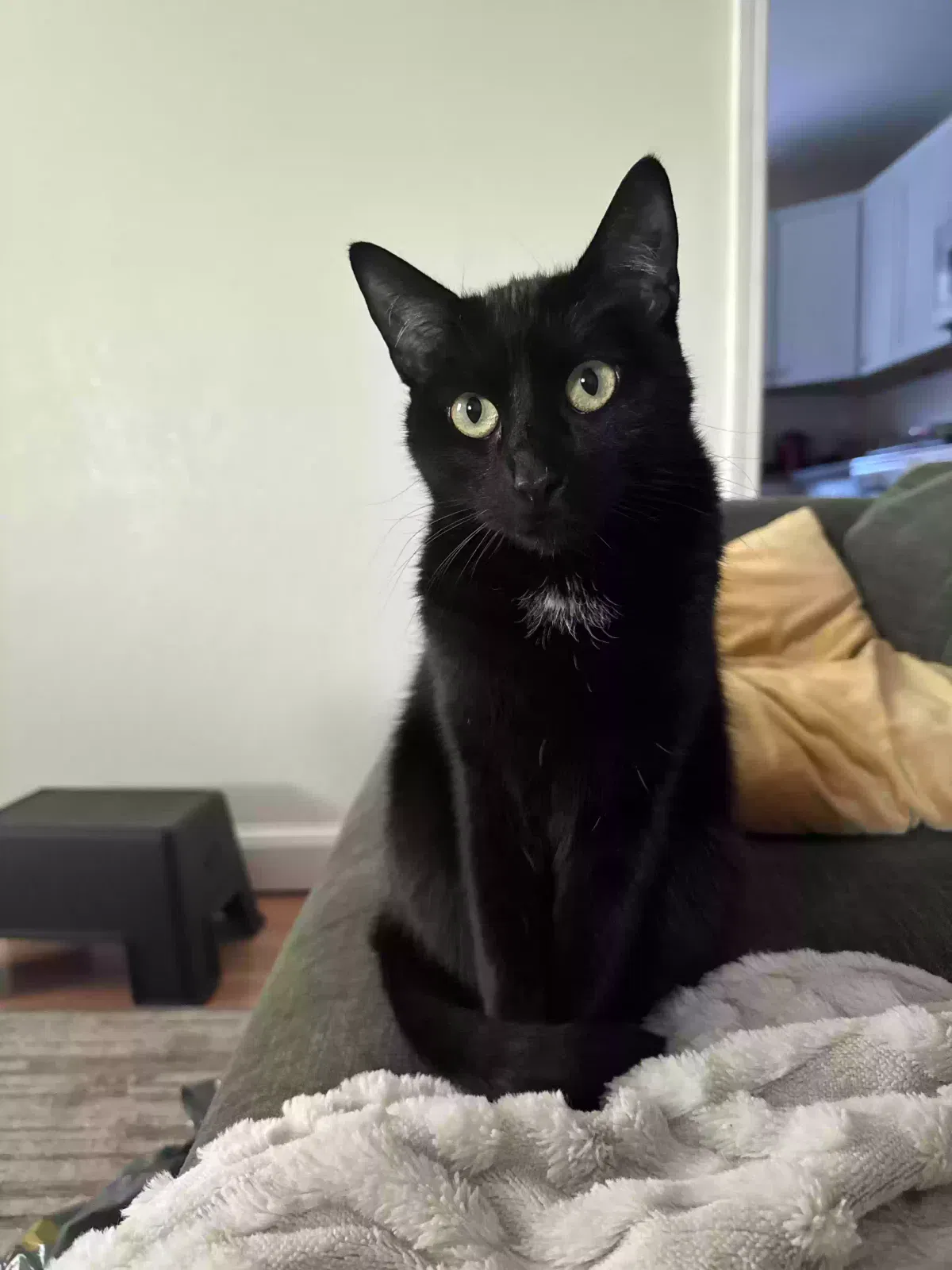 Lost cat in San Diego, CA, 92116
