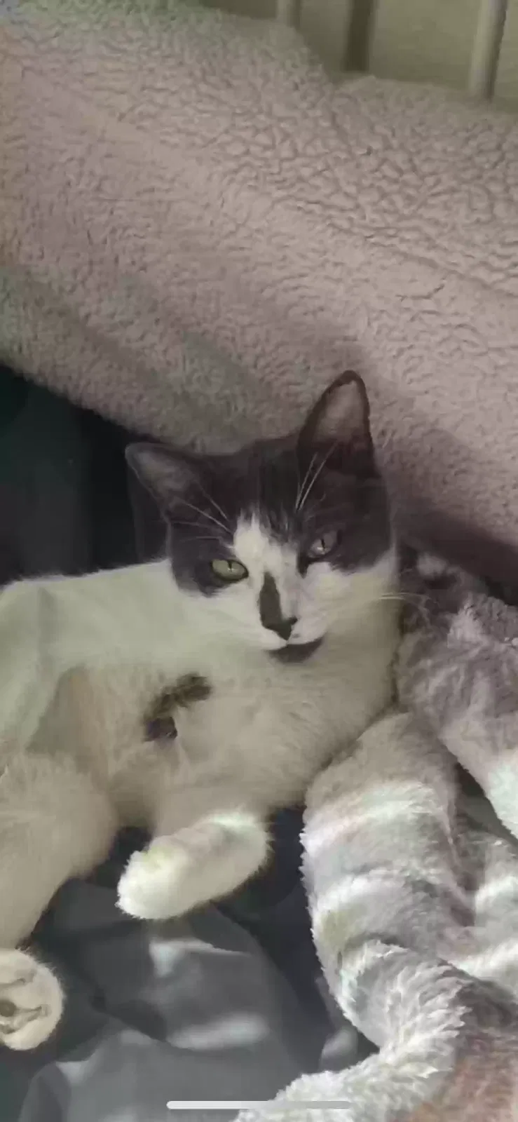 Lost cat in Colorado Springs, CO, 80907