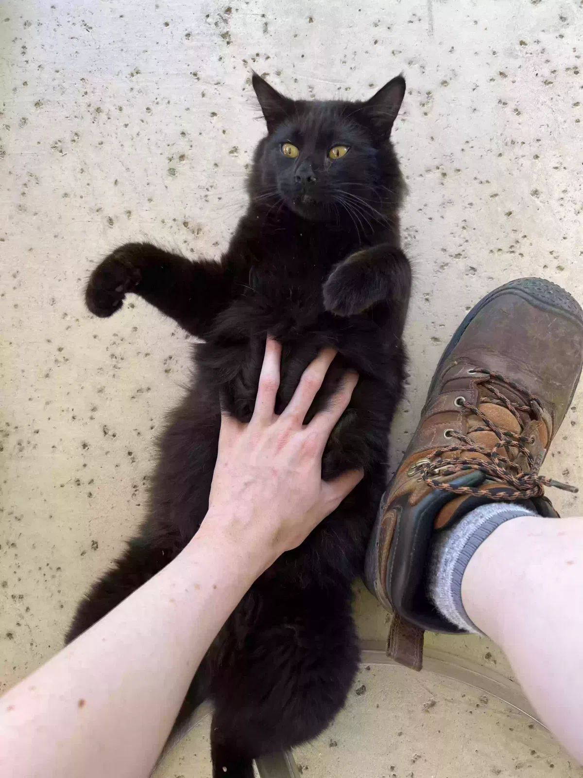 Lost cat in Unknown, CA, 96316
