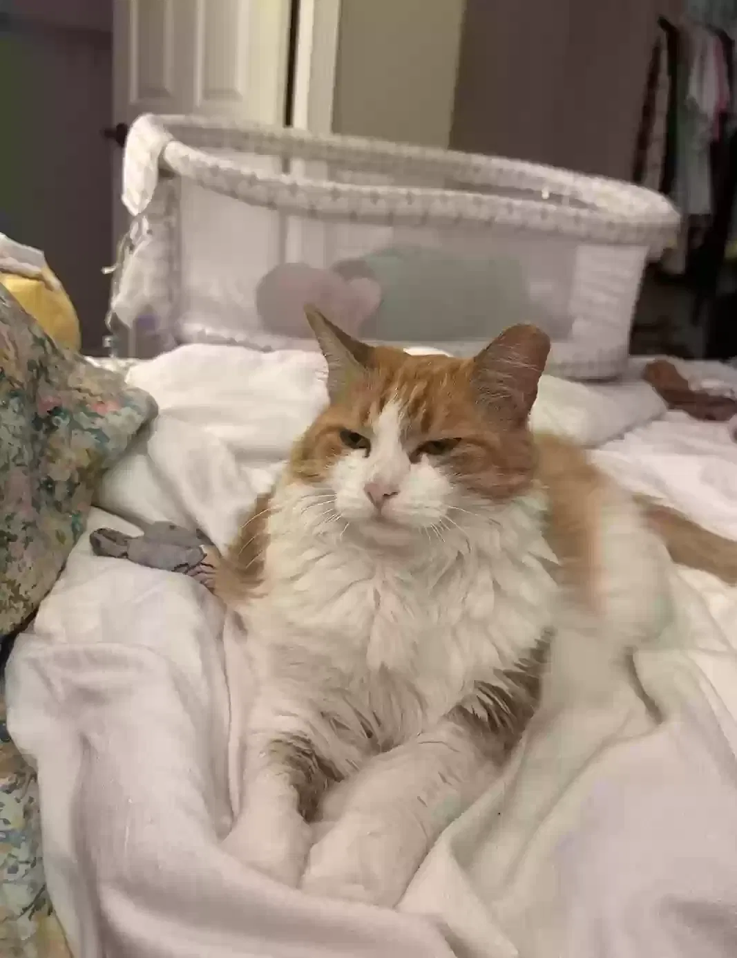 Lost cat in Granite Bay, CA, 95746