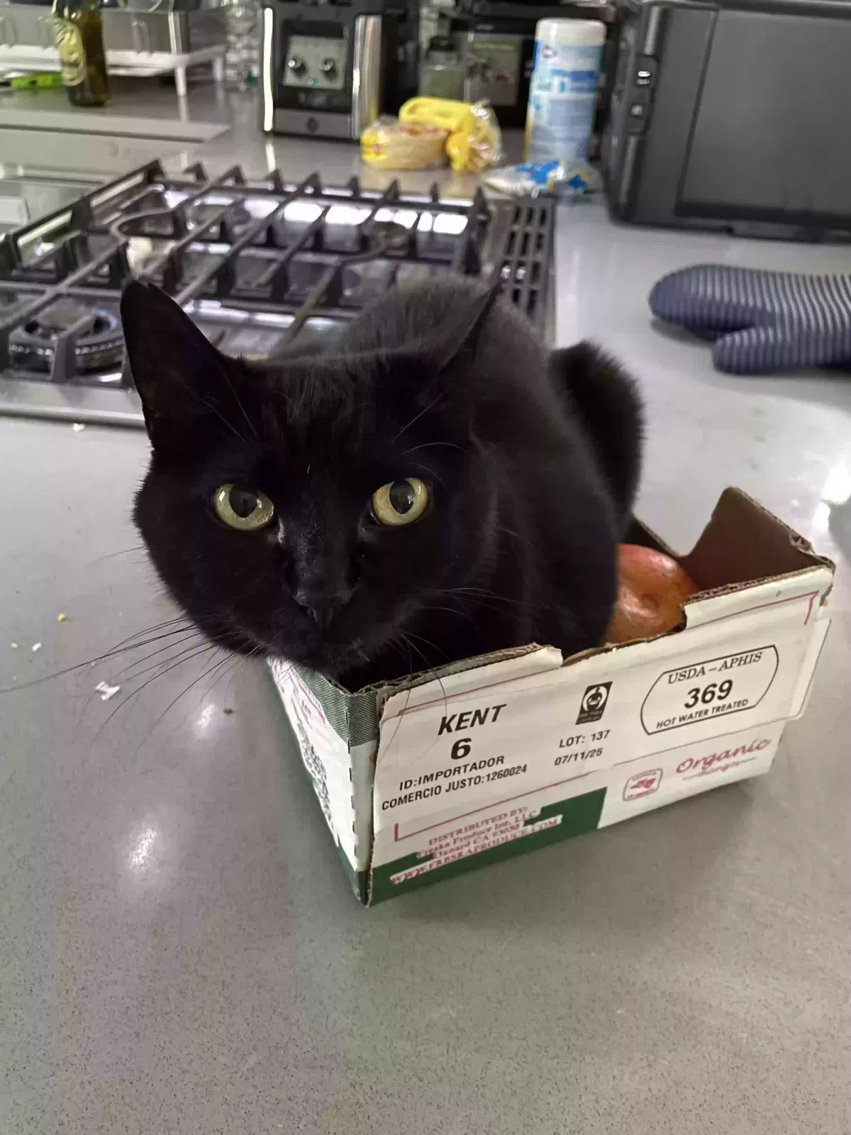Lost cat in Seattle, WA, 98144