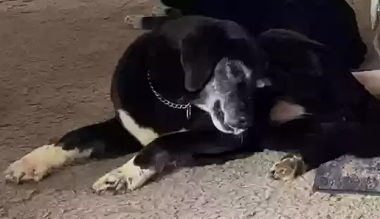 Lost dog in Pennellville, NY, 13132