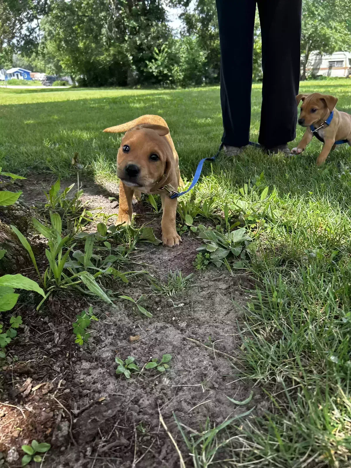 Lost dog in Bolivar, MO, 65613