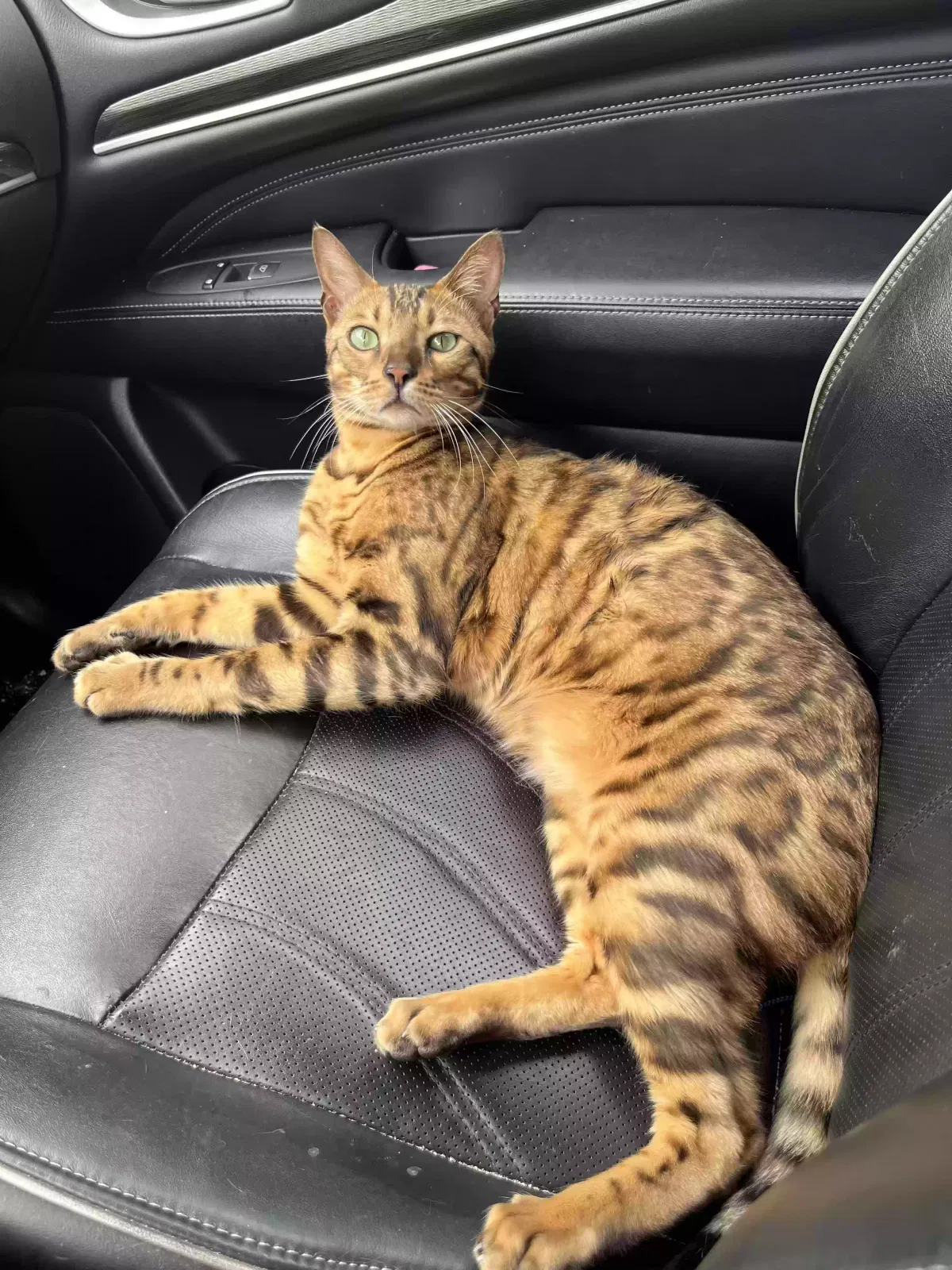 Lost cat in Wellington, FL, 33414