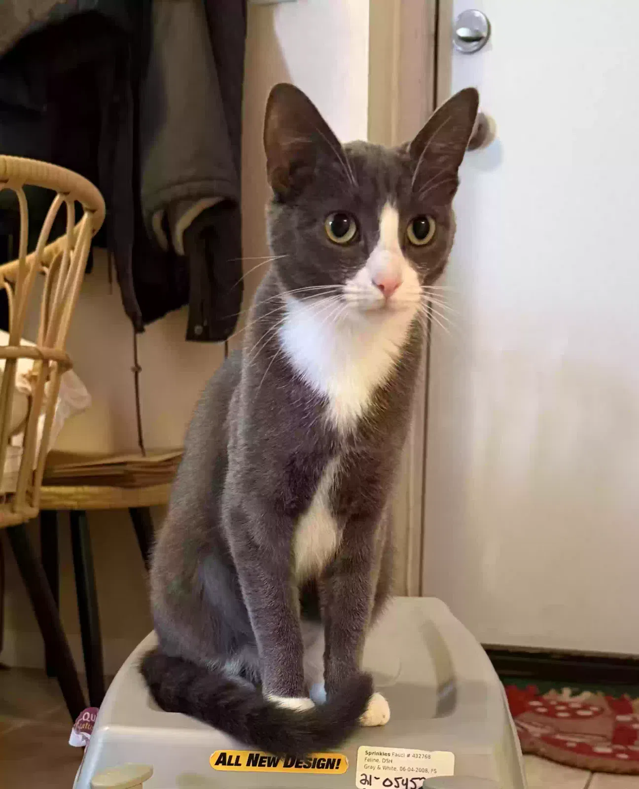 Lost cat in Chicago, IL, 60634