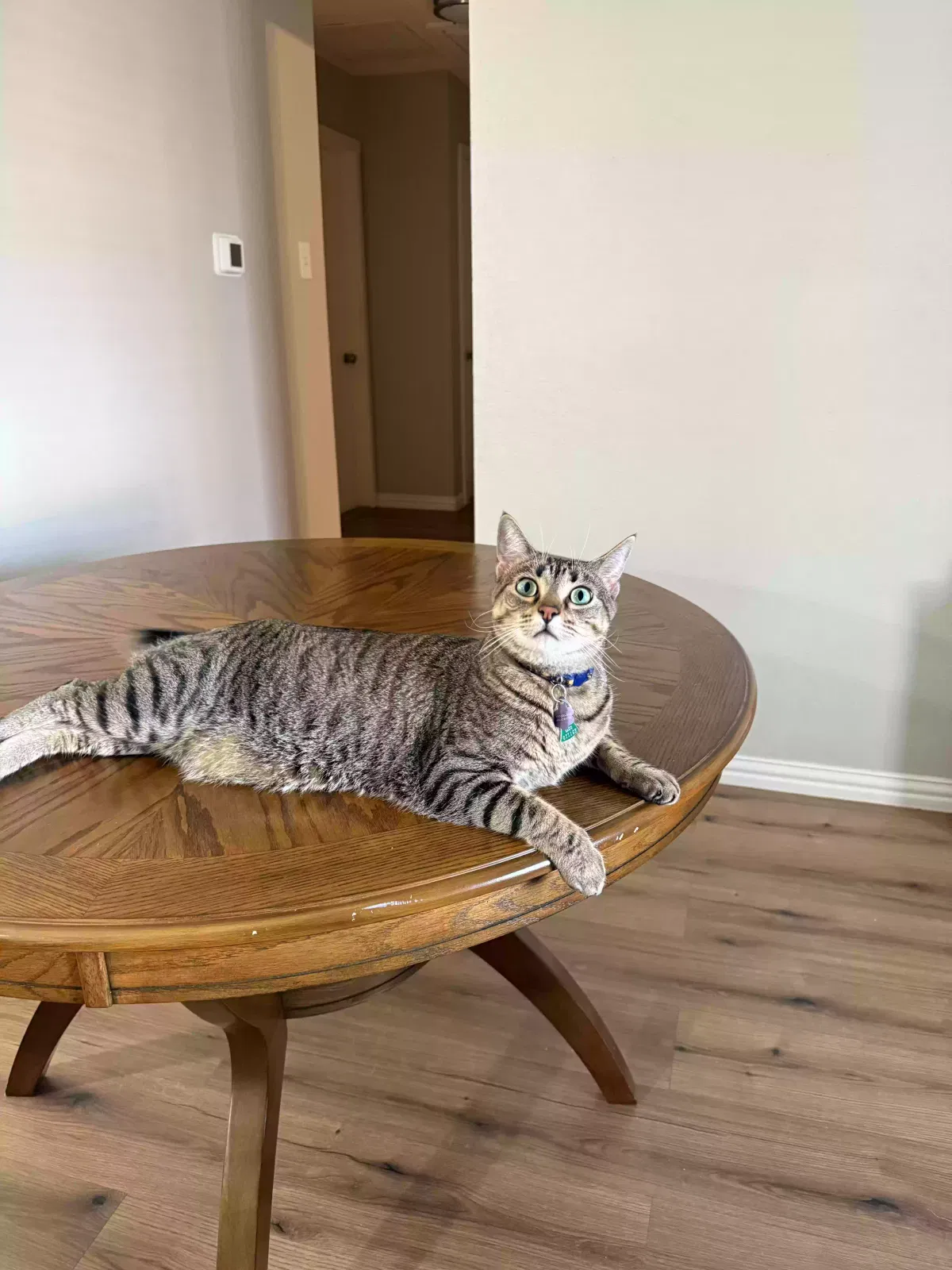 Lost cat in Denton, TX, 76209