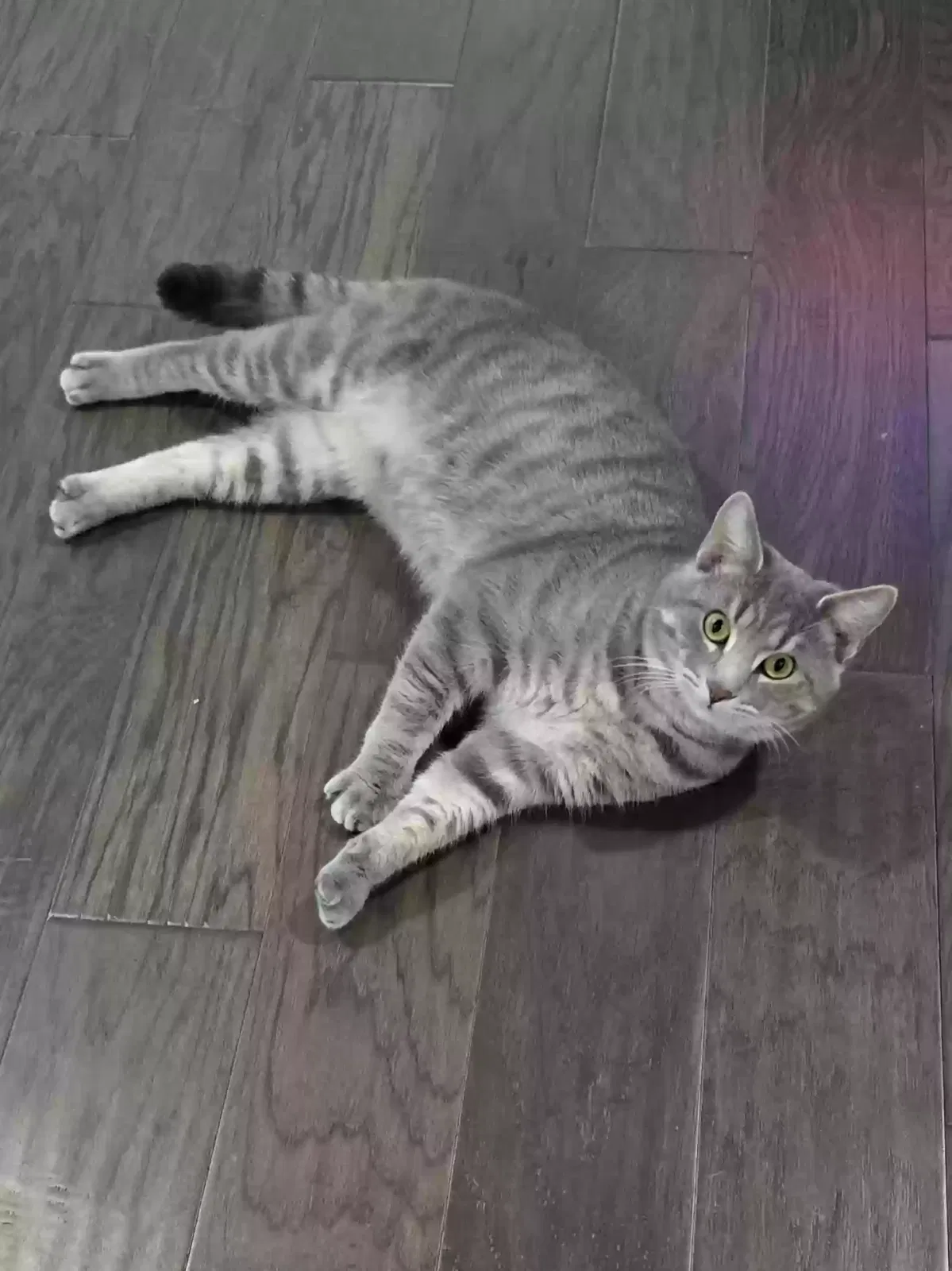 Lost cat in Fayetteville, NC, 28306