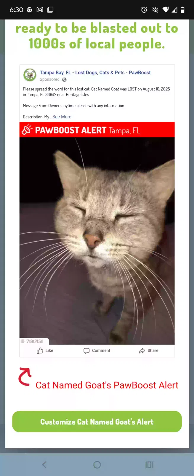 Lost cat in Tampa, FL, 33647