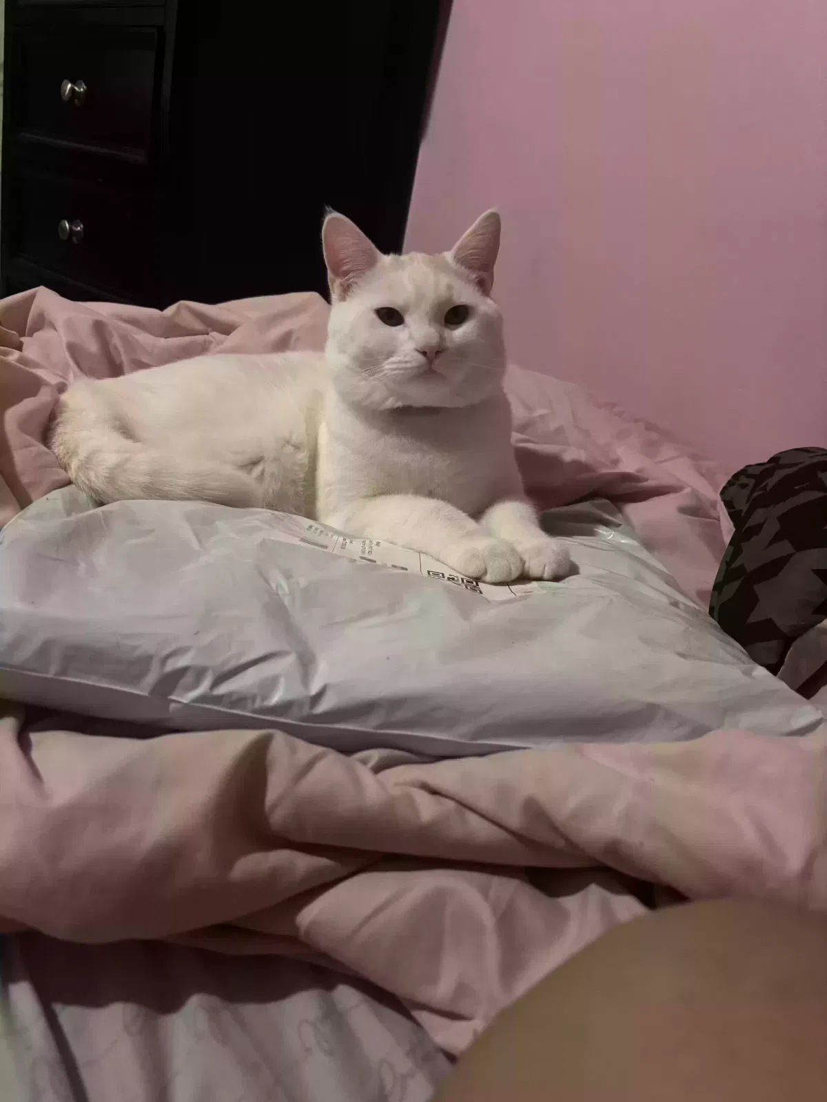 Lost cat in South El Monte, CA, 91733