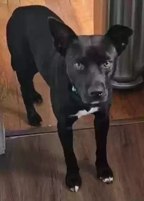 Lost dog in Fredericksburg, VA, 22401