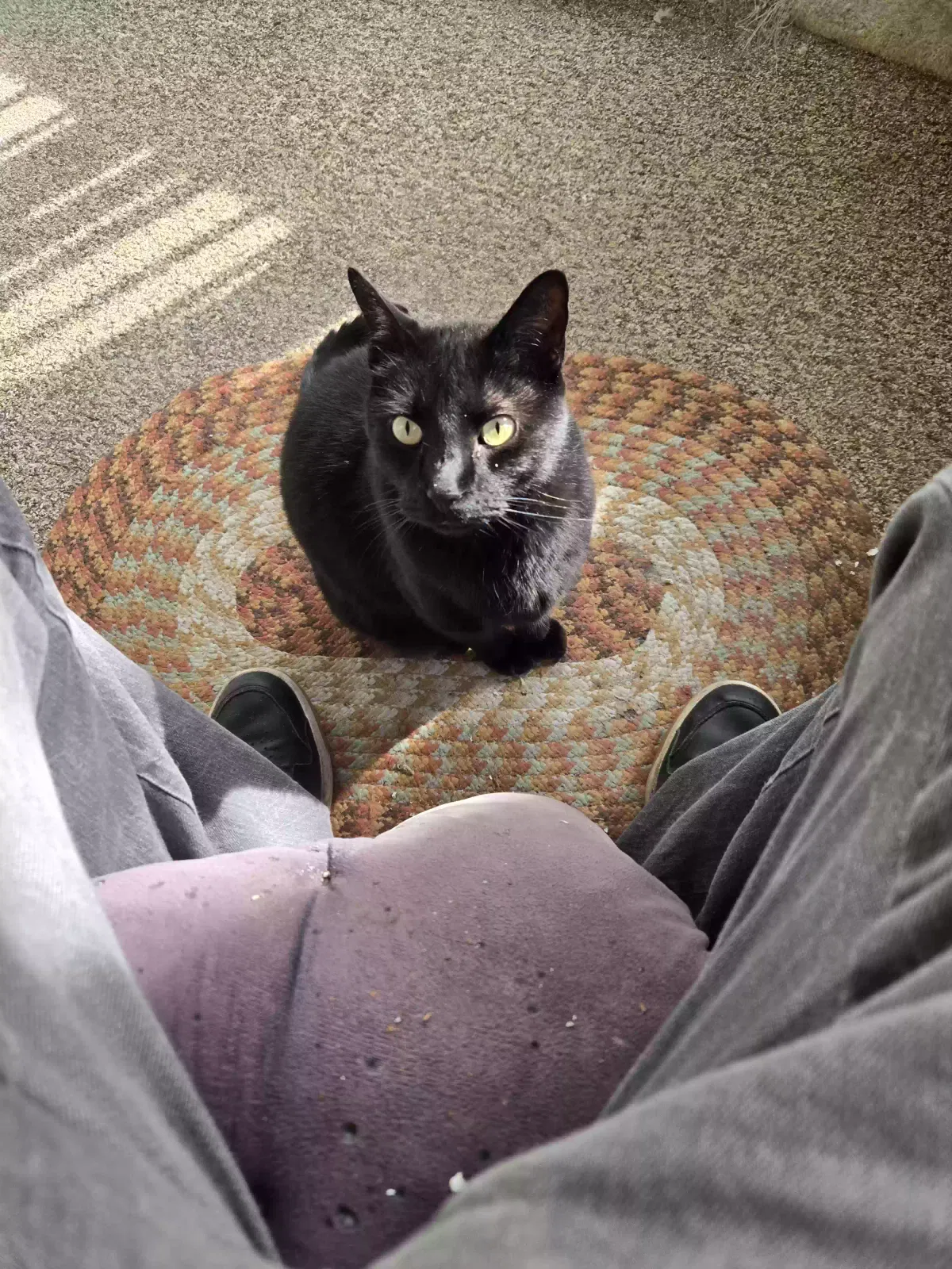 Lost cat in Wichita, KS, 67207
