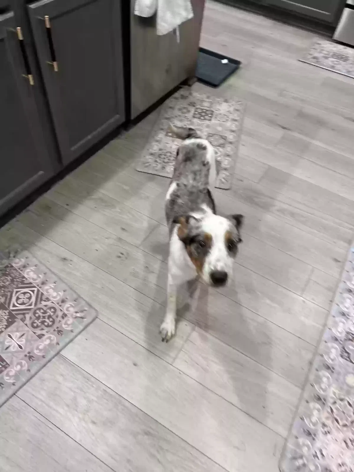 Found dog in Waco, TX, 76705
