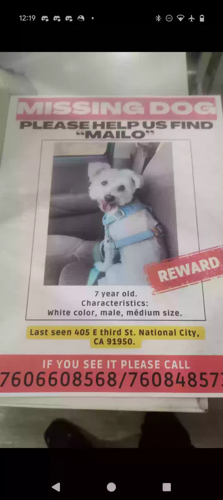 Lost dog in National City, CA, 91950