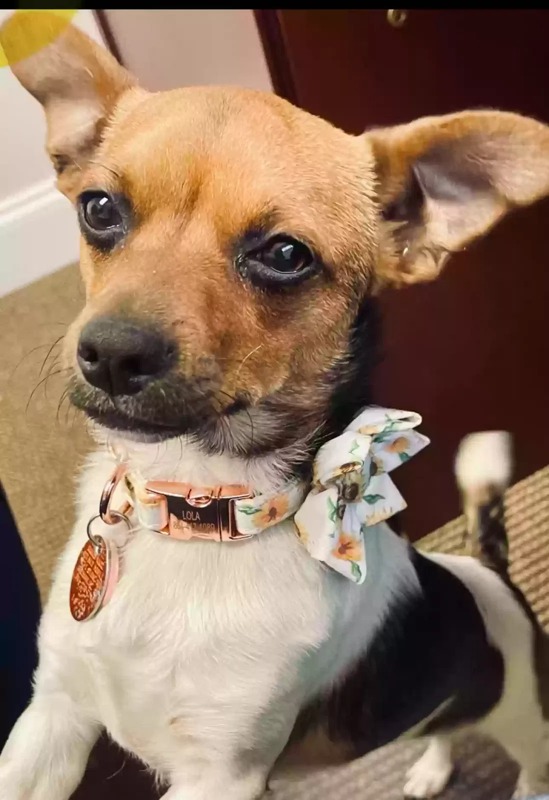Lost dog in Easley, SC, 29640