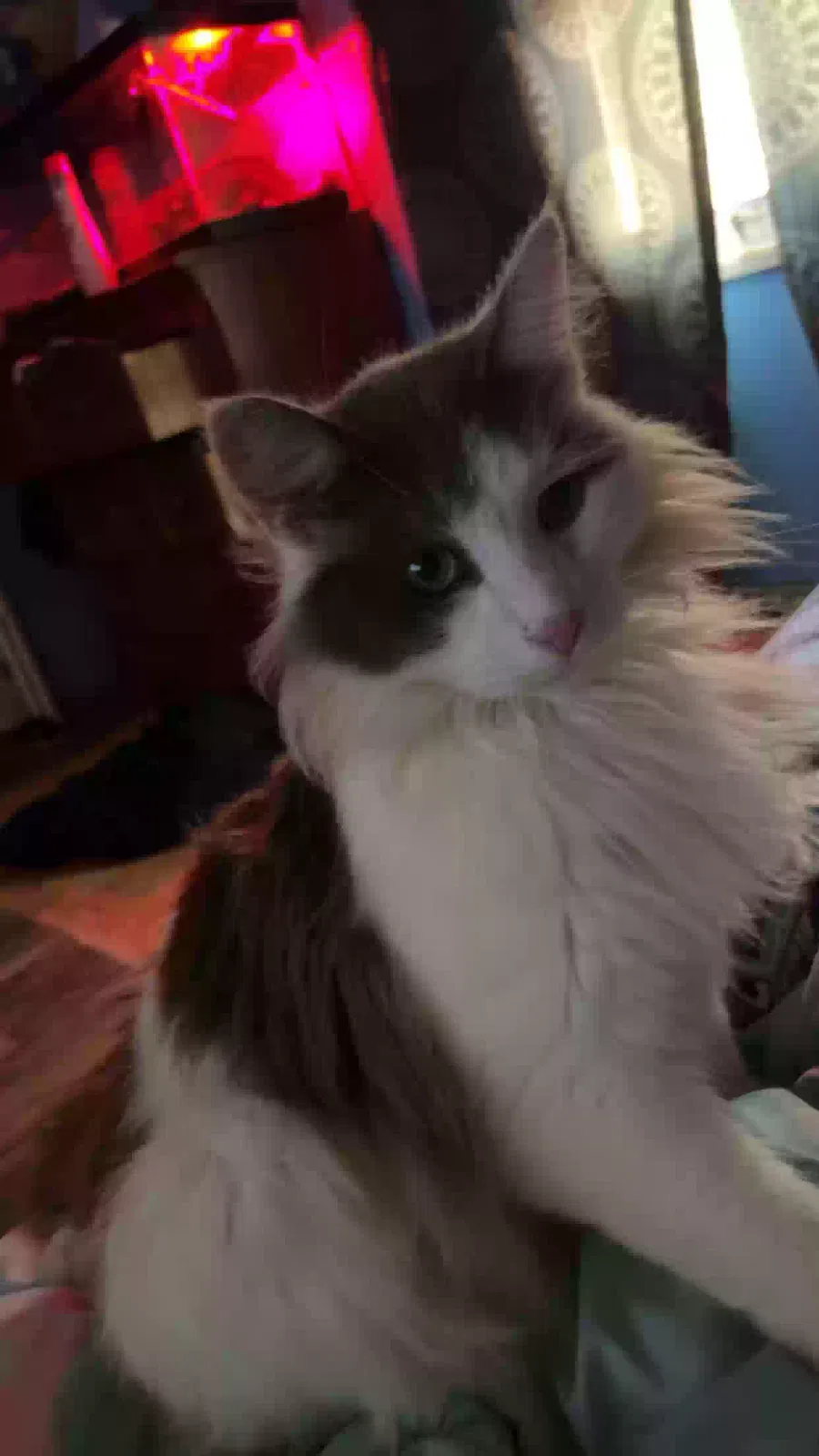 Lost cat in Travelers Rest, SC, 29690