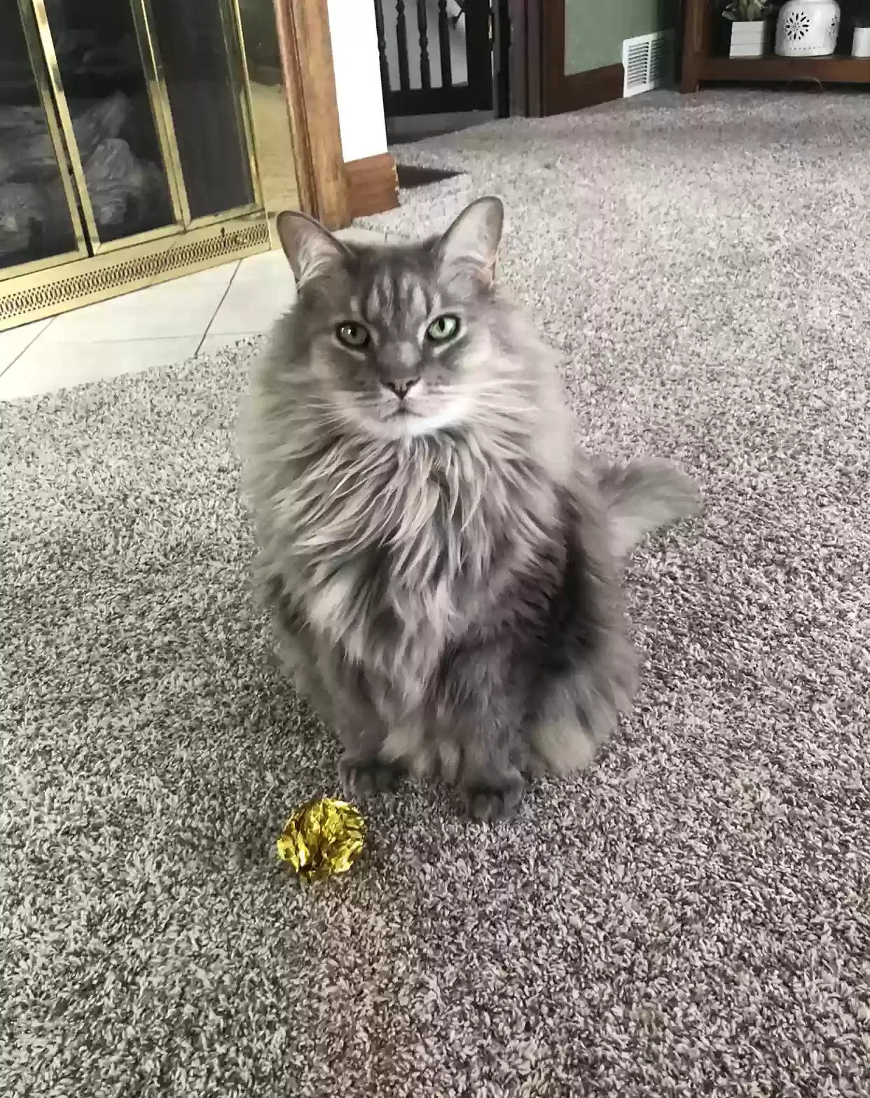 Lost cat in Mc Donald, OH, 44437