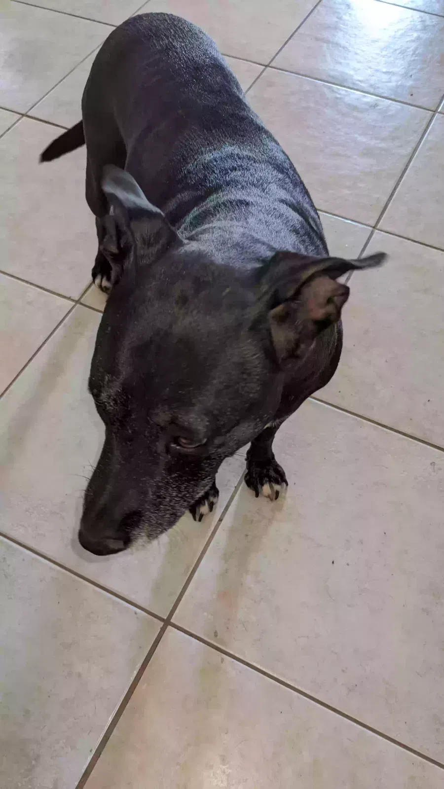 Lost dog in Phoenix, AZ, 85015