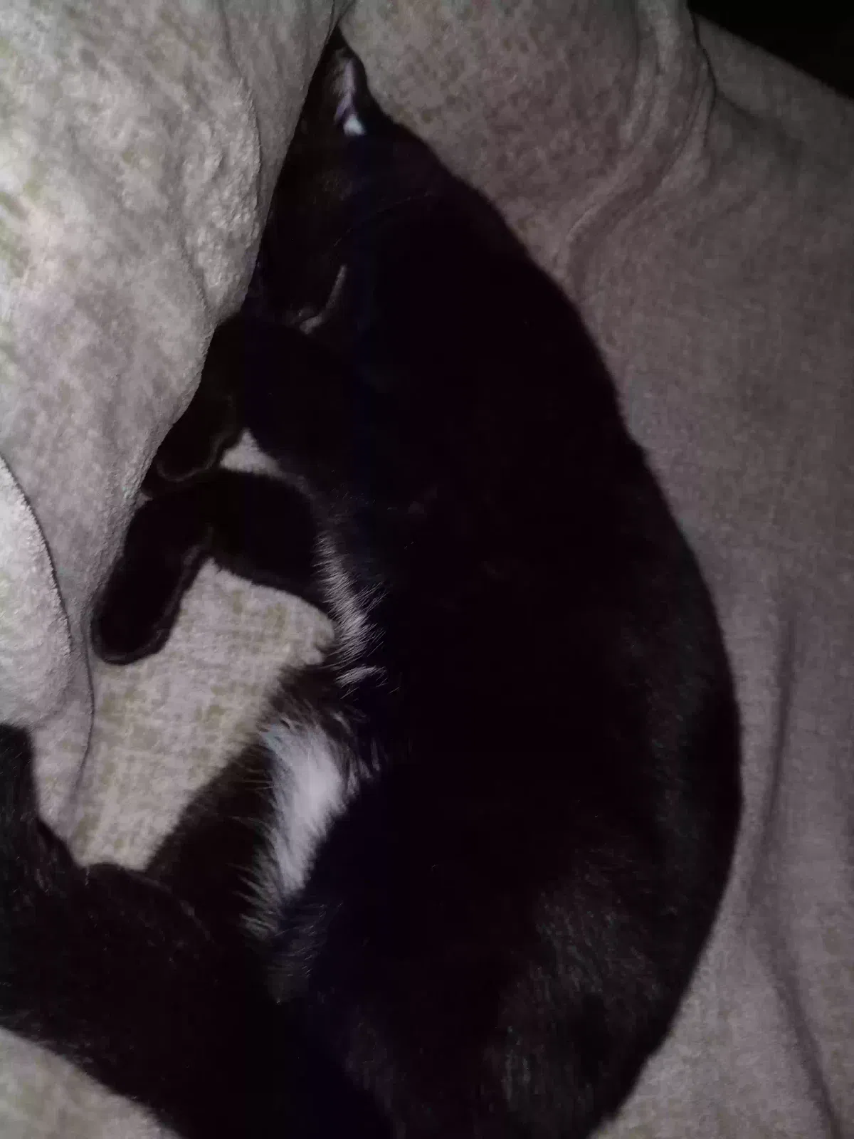Lost cat in Wichita, KS, 67211