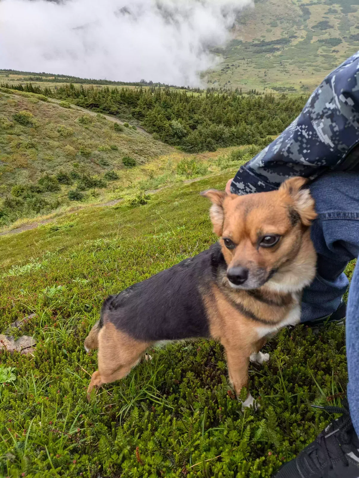 Lost dog in Anchorage, AK, 99503