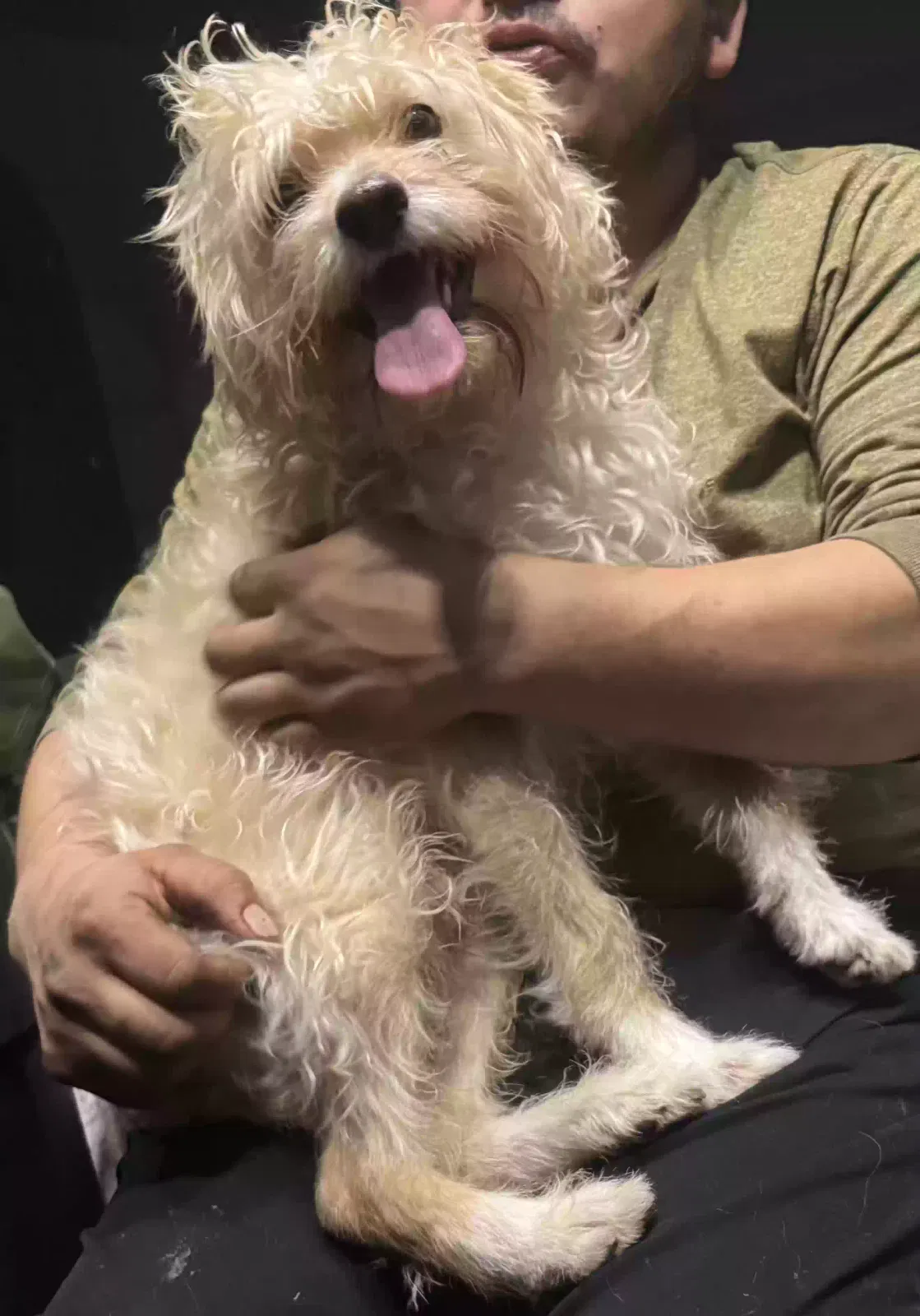Lost dog in Fresno, CA, 93705