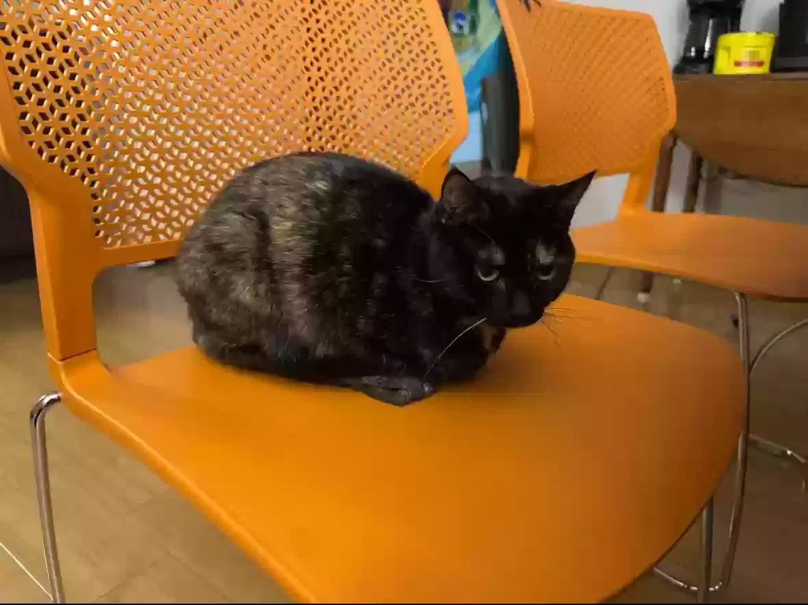 Lost cat in Philadelphia, PA, 19118