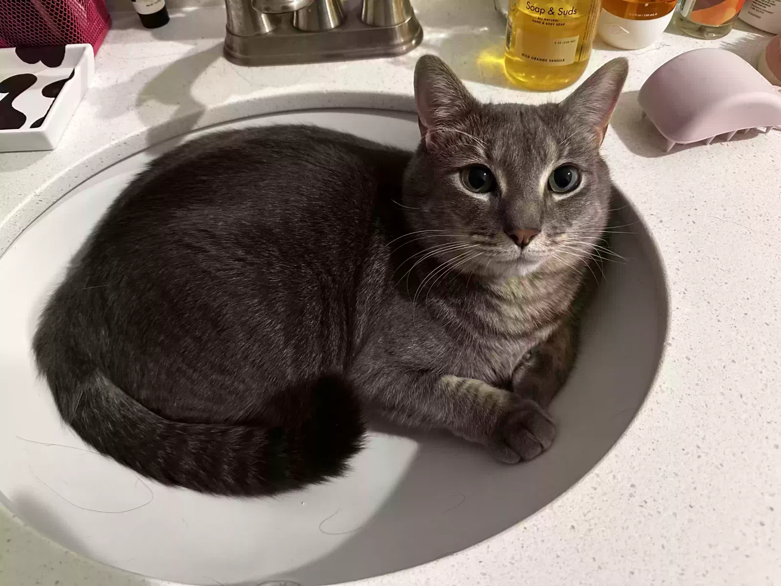 Lost cat in Durham, NC, 27713