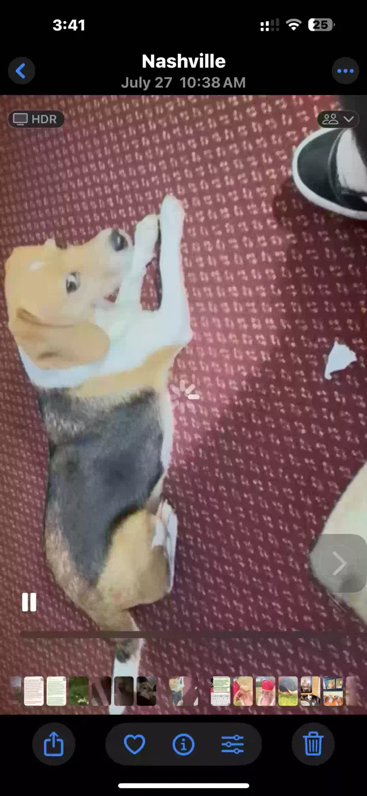 Lost dog in Dowelltown, TN, 37059
