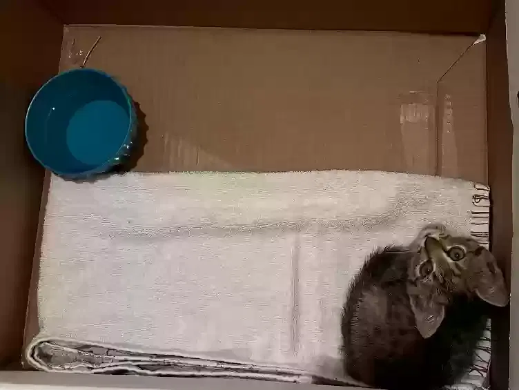 Found cat in Tyler, TX, 75701