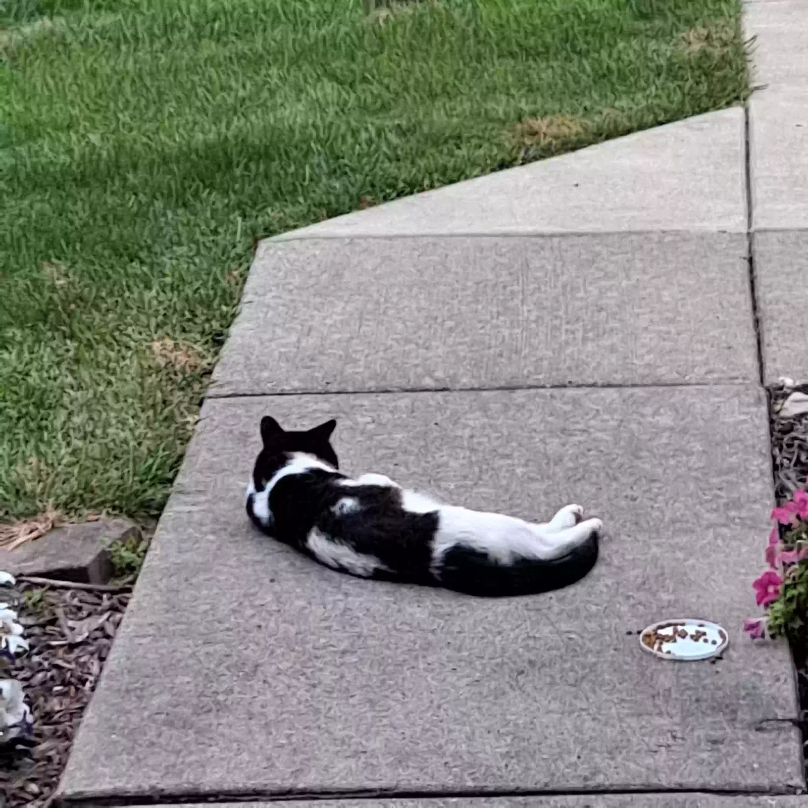 Found cat in Waterford, MI, 48327