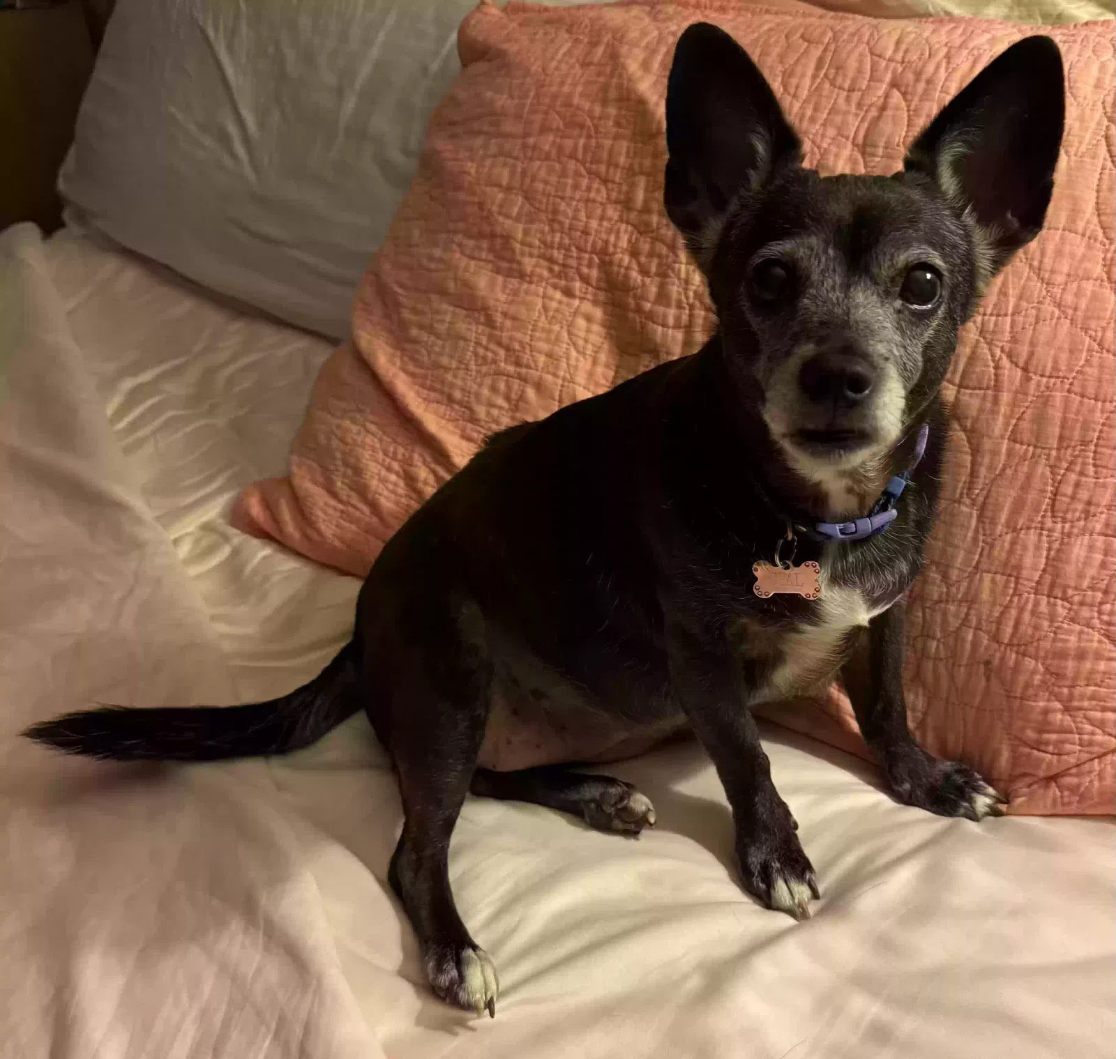 Lost dog in Honolulu, HI, 96822