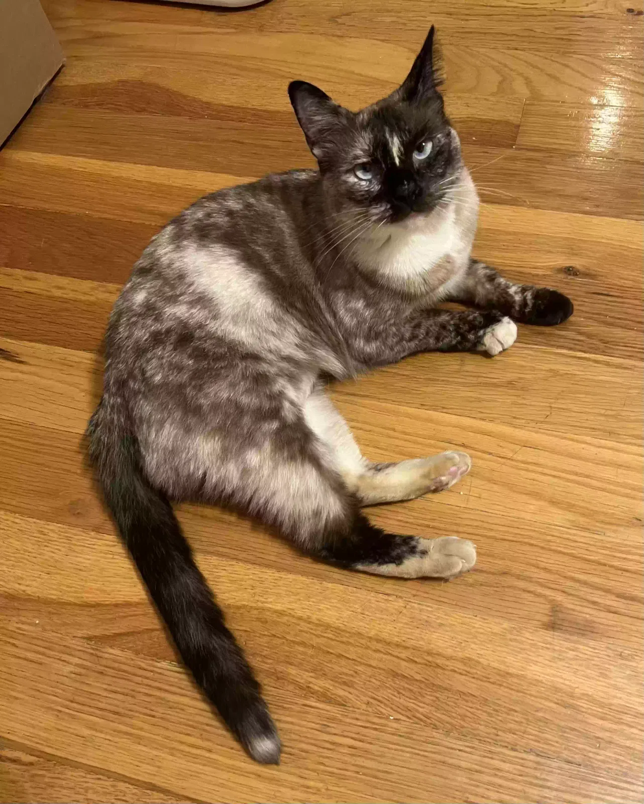 Lost cat in Sacramento, CA, 95816