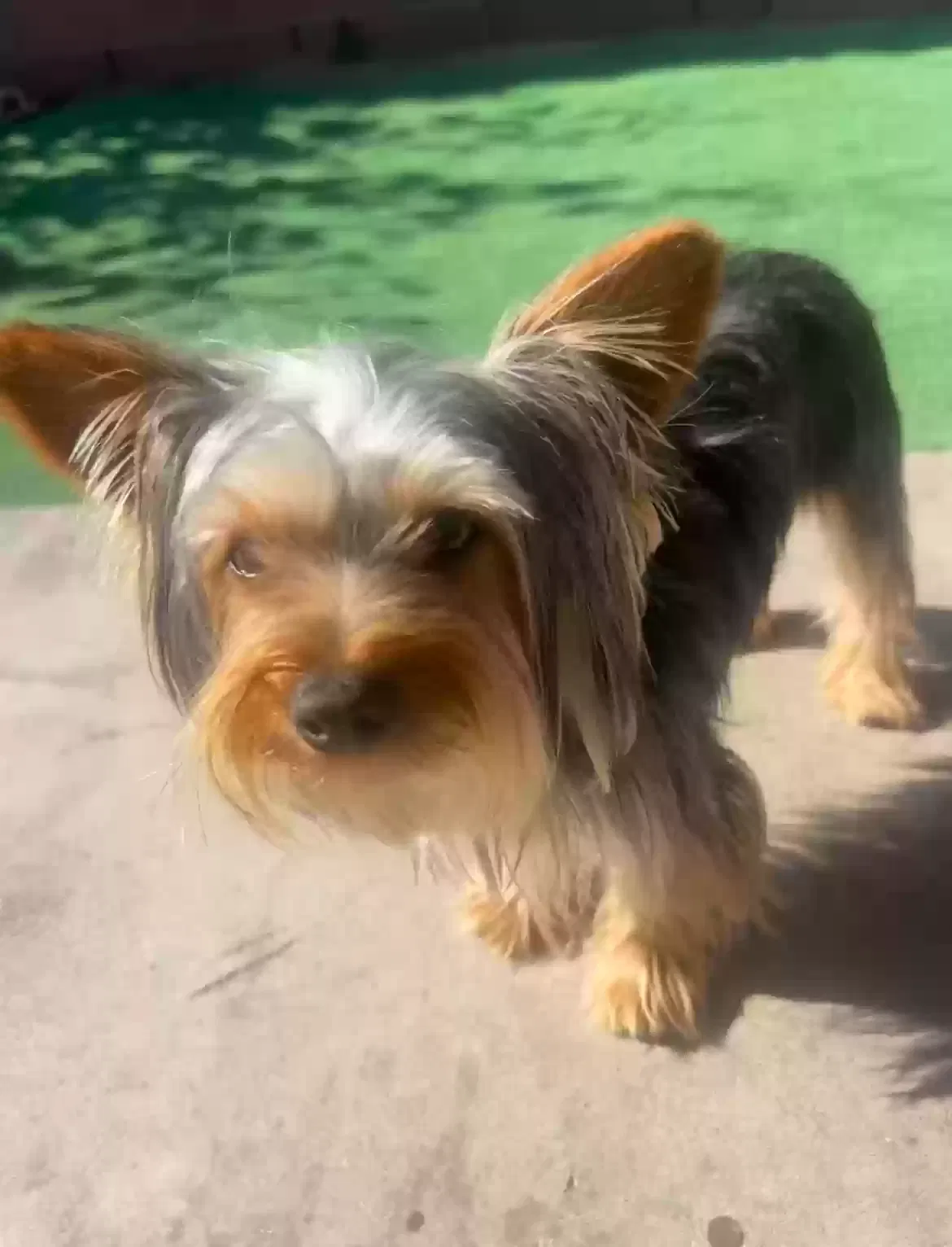 Lost dog in Anaheim, CA, 92804