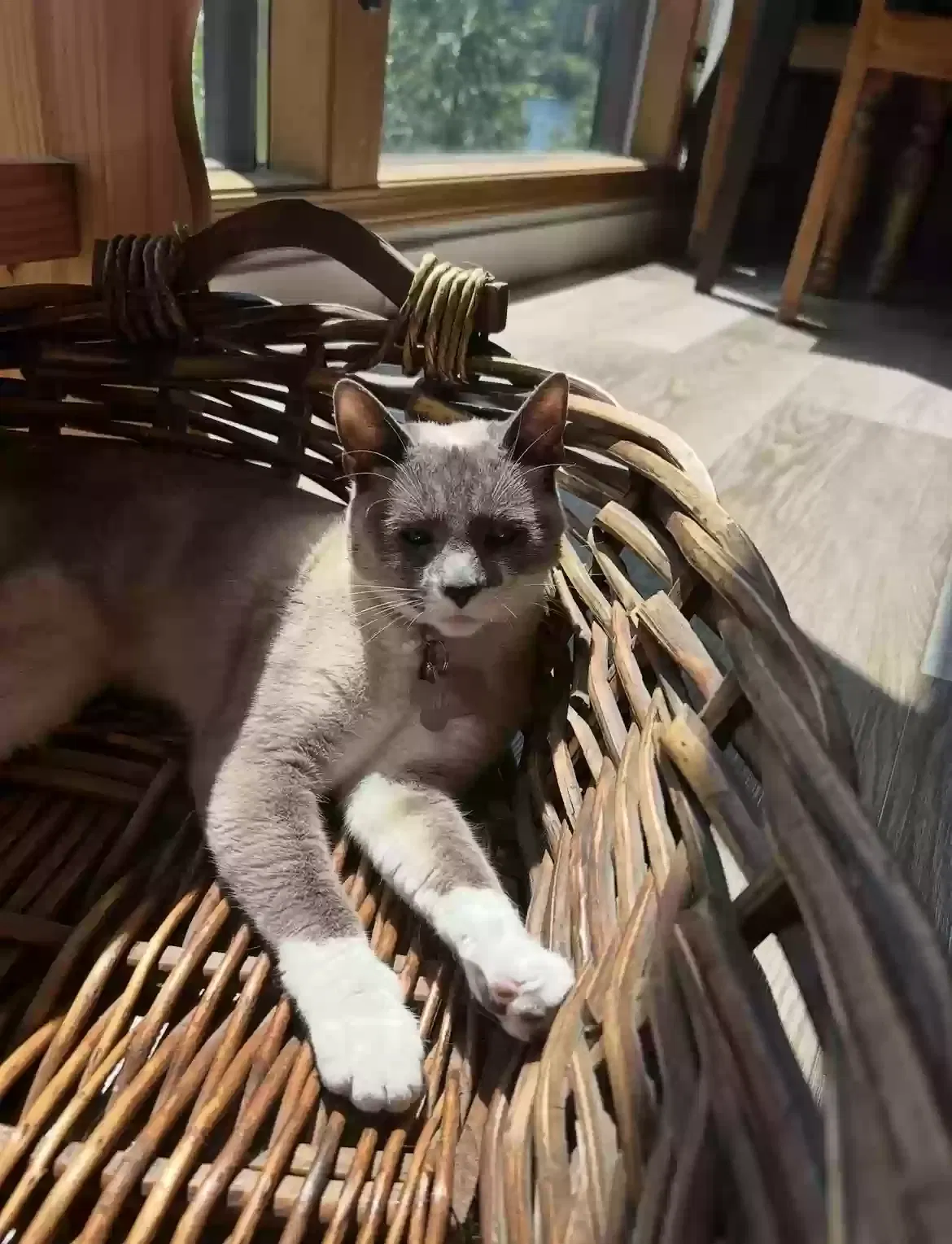 Lost cat in Phoenix, AZ, 85002