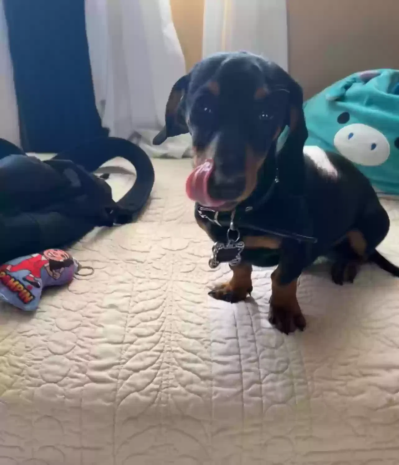 Missing Dog
